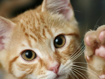 Reiki para Animais
