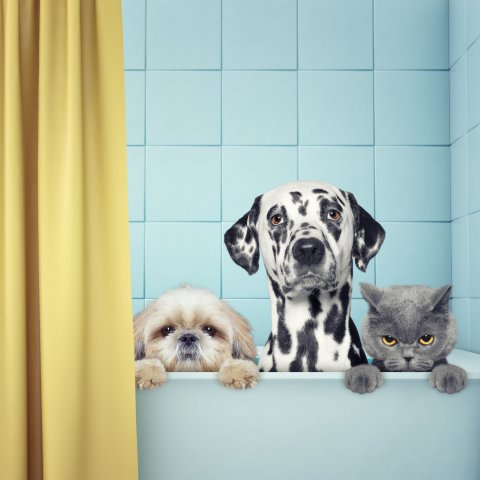 Mesa Radiónica - Animais