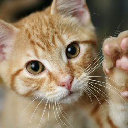 Reiki para Animais